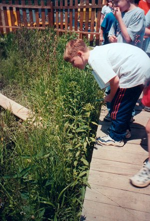 wetlands 